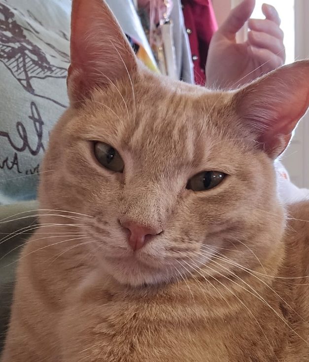 A healthy orange tabby cat
