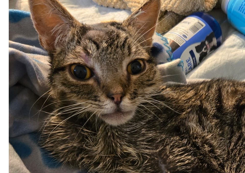 A recovering tabby cat after vet care