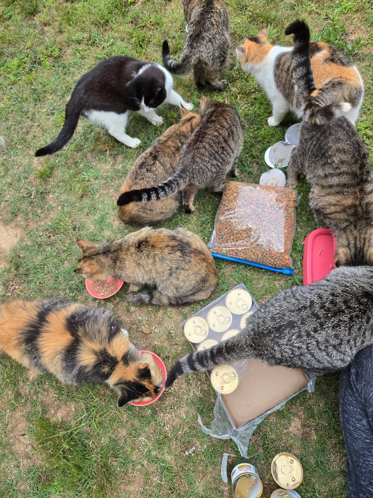 Volunteers feeding a colony of community cats in the grass