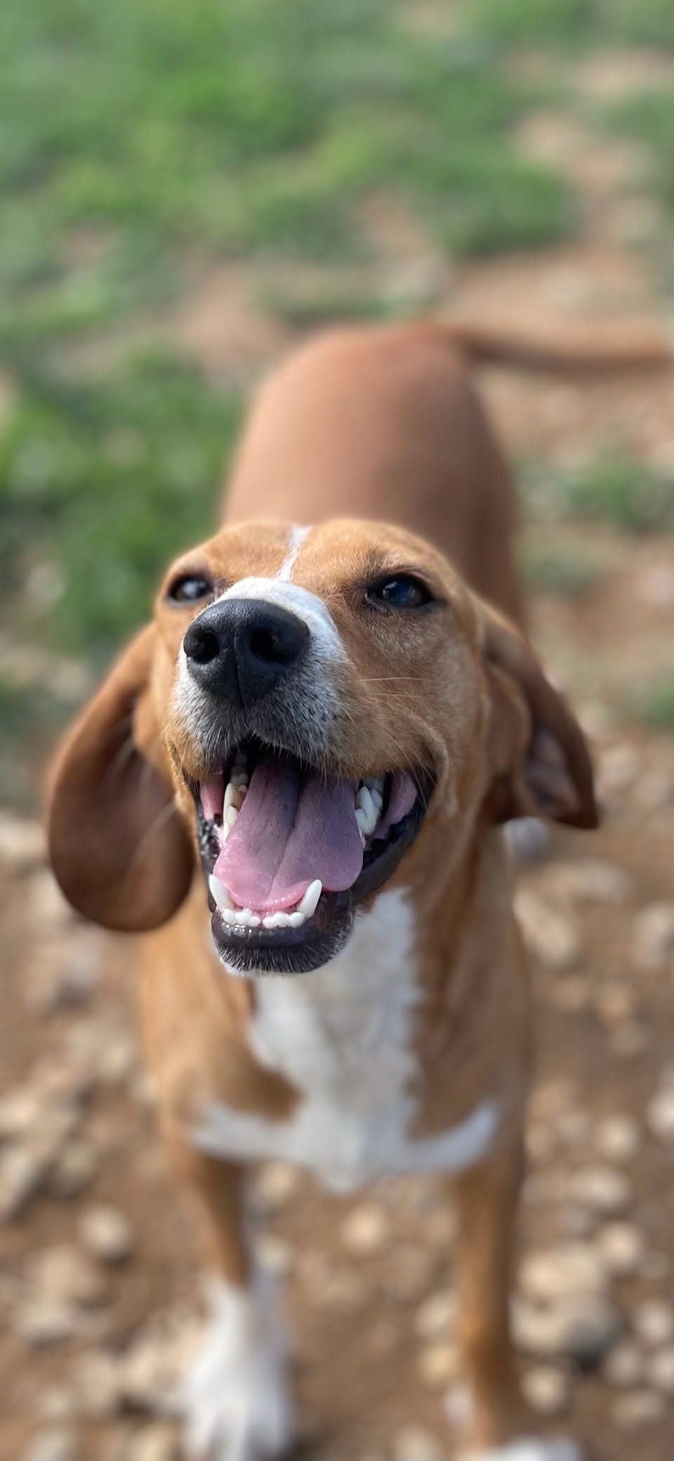 A rescued dog ready for adoption