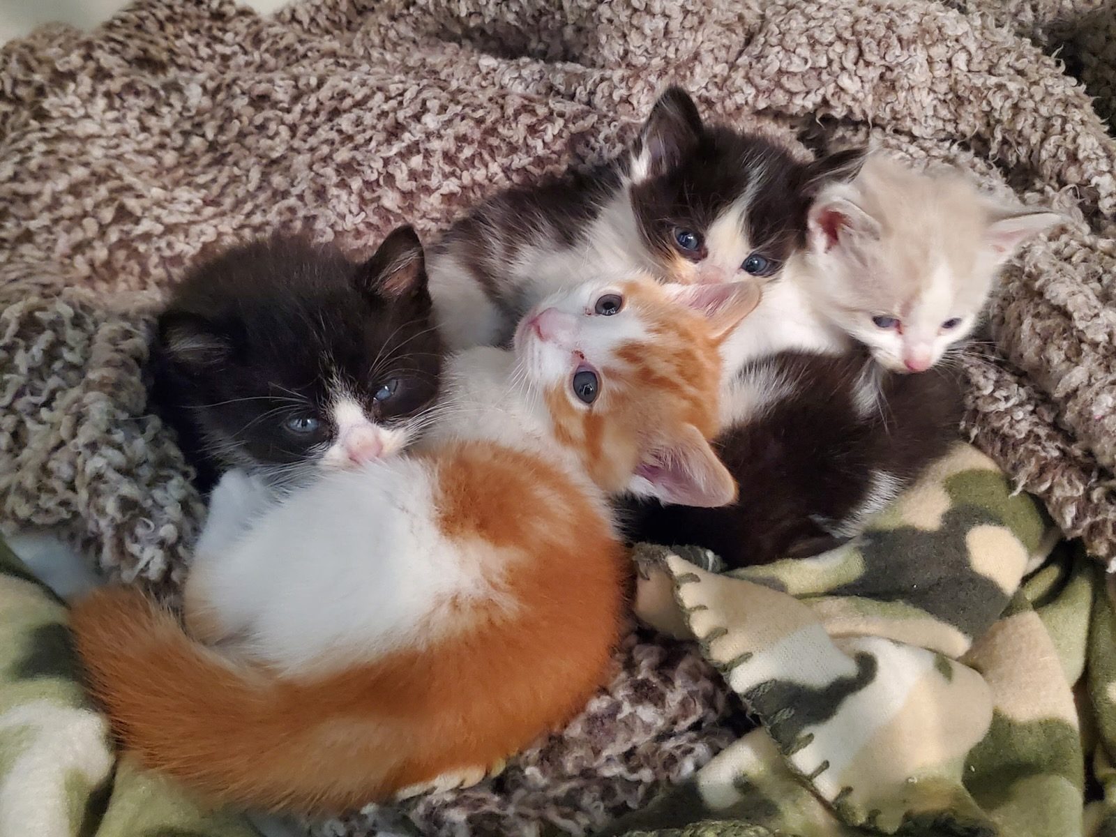 Four rescued kittens curled together in a blanket