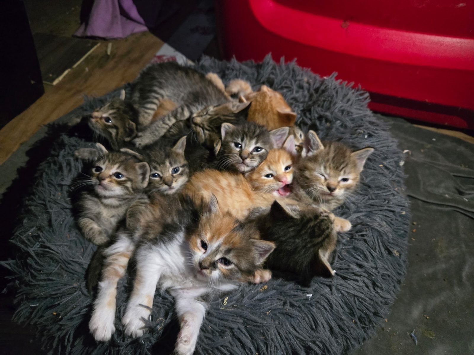 A litter of rescued kittens waiting their turn