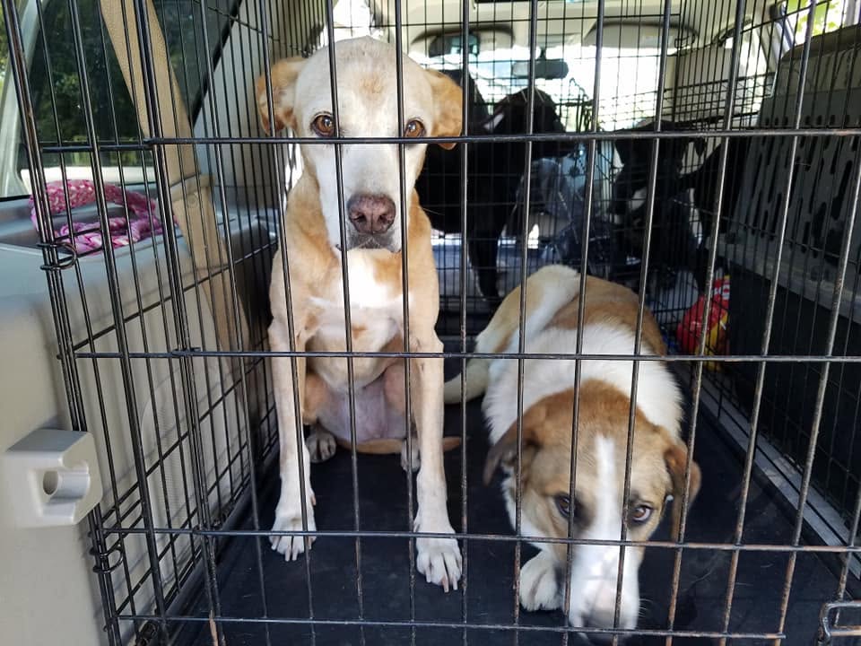 ArkanPaws transporting animals north to New England