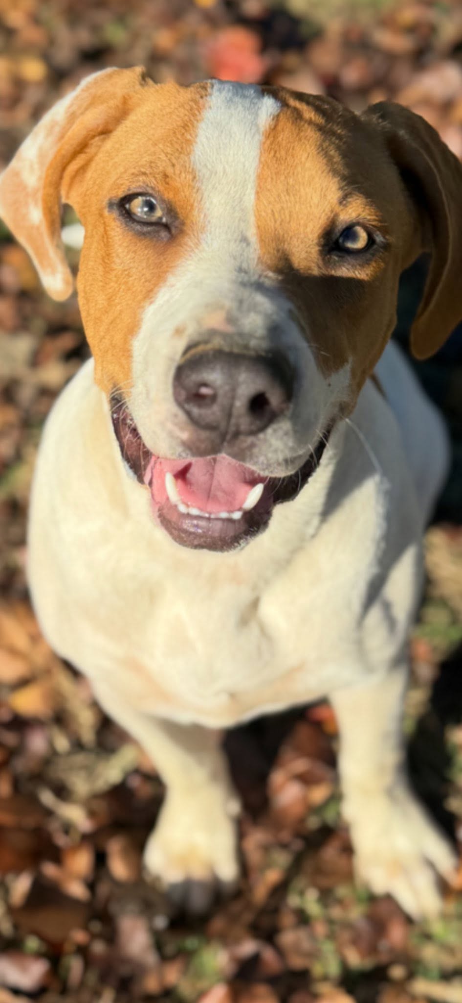 Buddy, a rescued dog