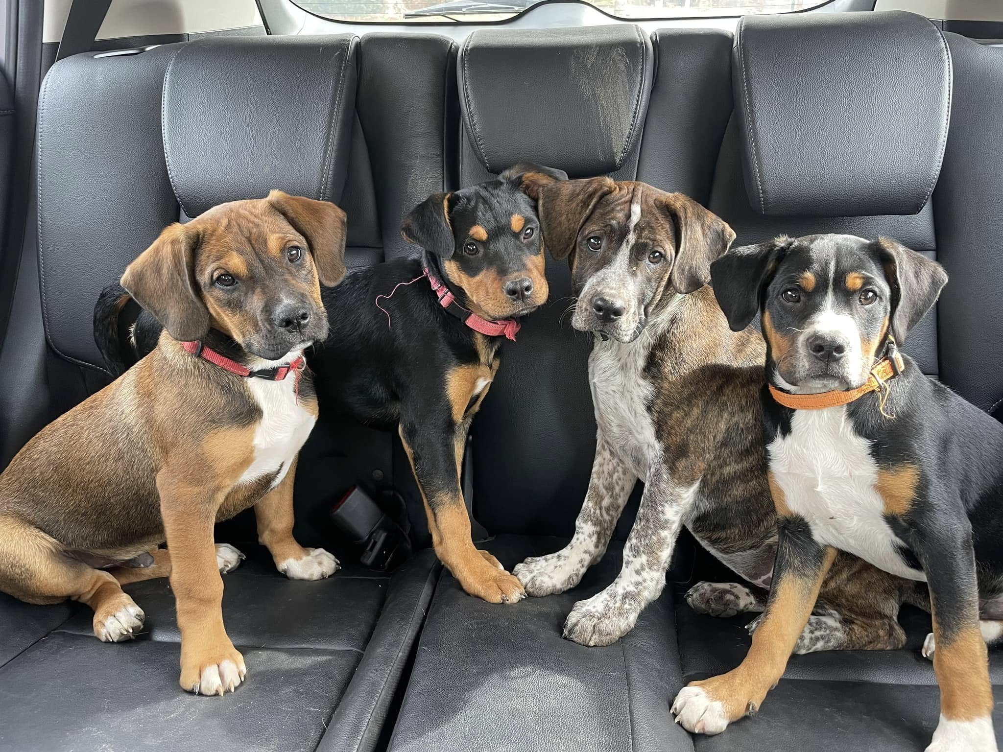 Foster dogs cared for by ArkanPaws